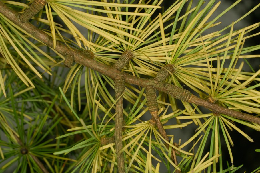 Лиственница европейская