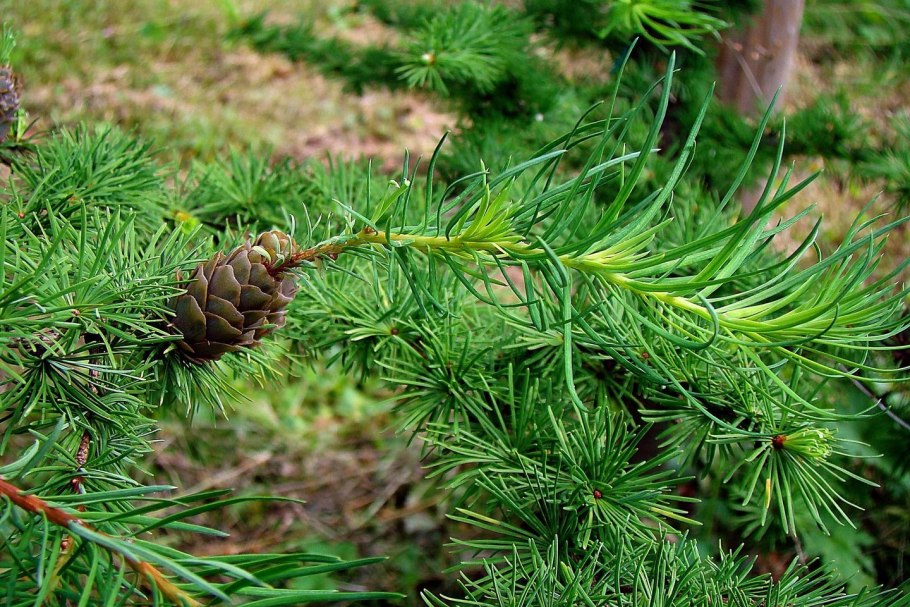 Лиственница Сибирская Larix sibirica