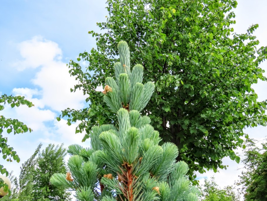 Pinus flexilis