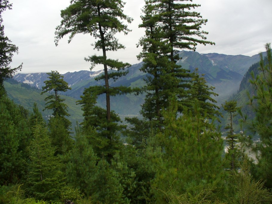 Лиственница сибирская тайга