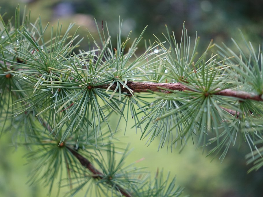 Лиственница larix leptolepis