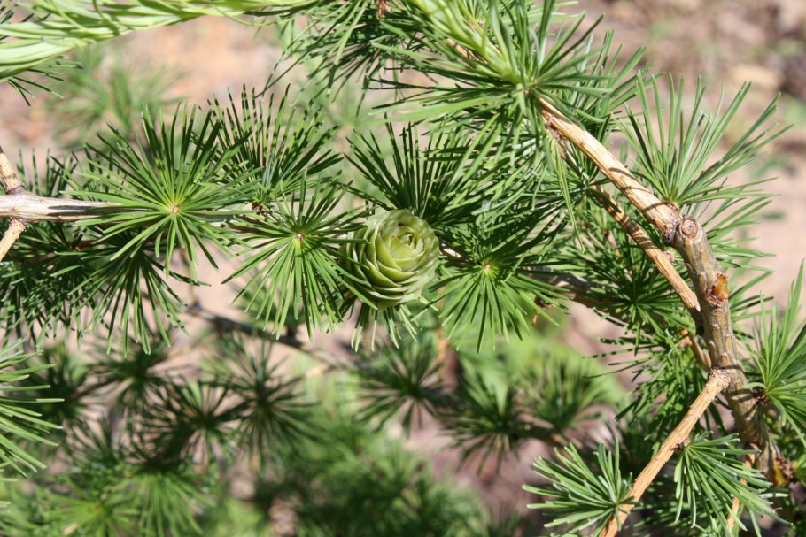 Лиственница европейская larix decidua