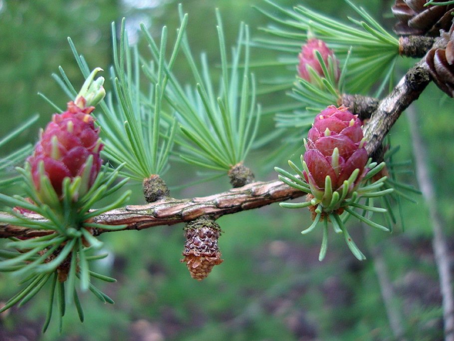Лиственница Larix decidua