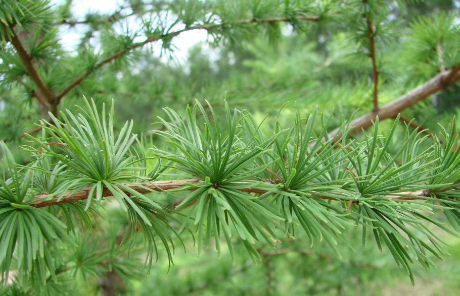 Лиственница европейская larix decidua