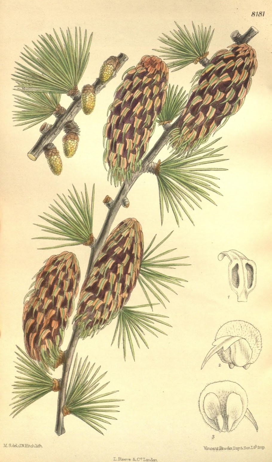 Лиственница Потанина