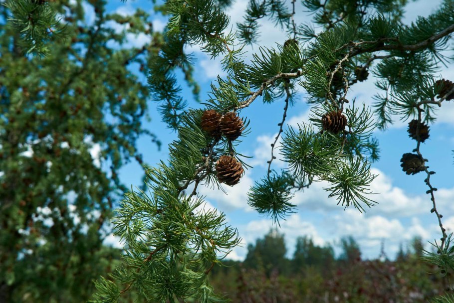 Лиственница сибирская larix sibirica