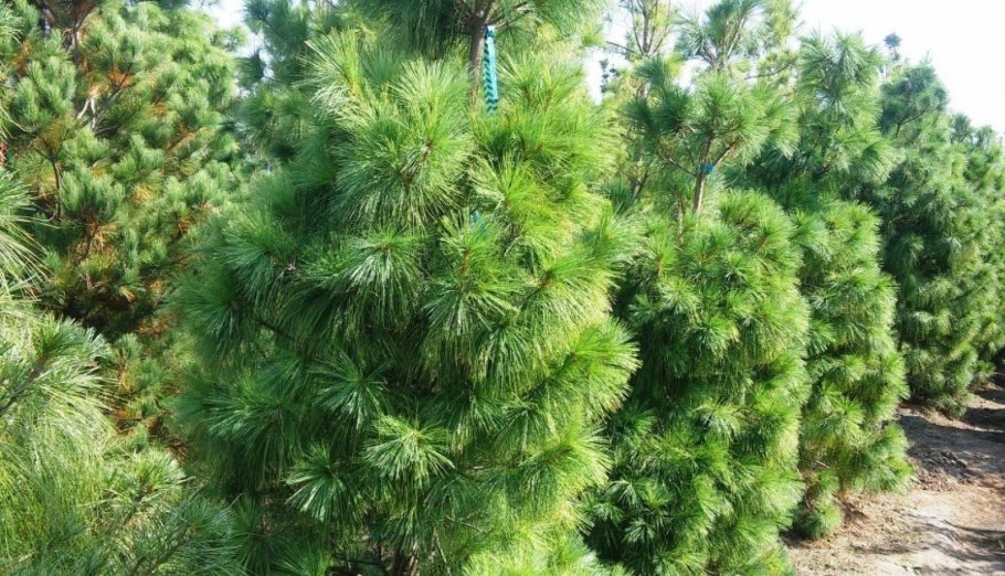 Сосна гималайская гриффита