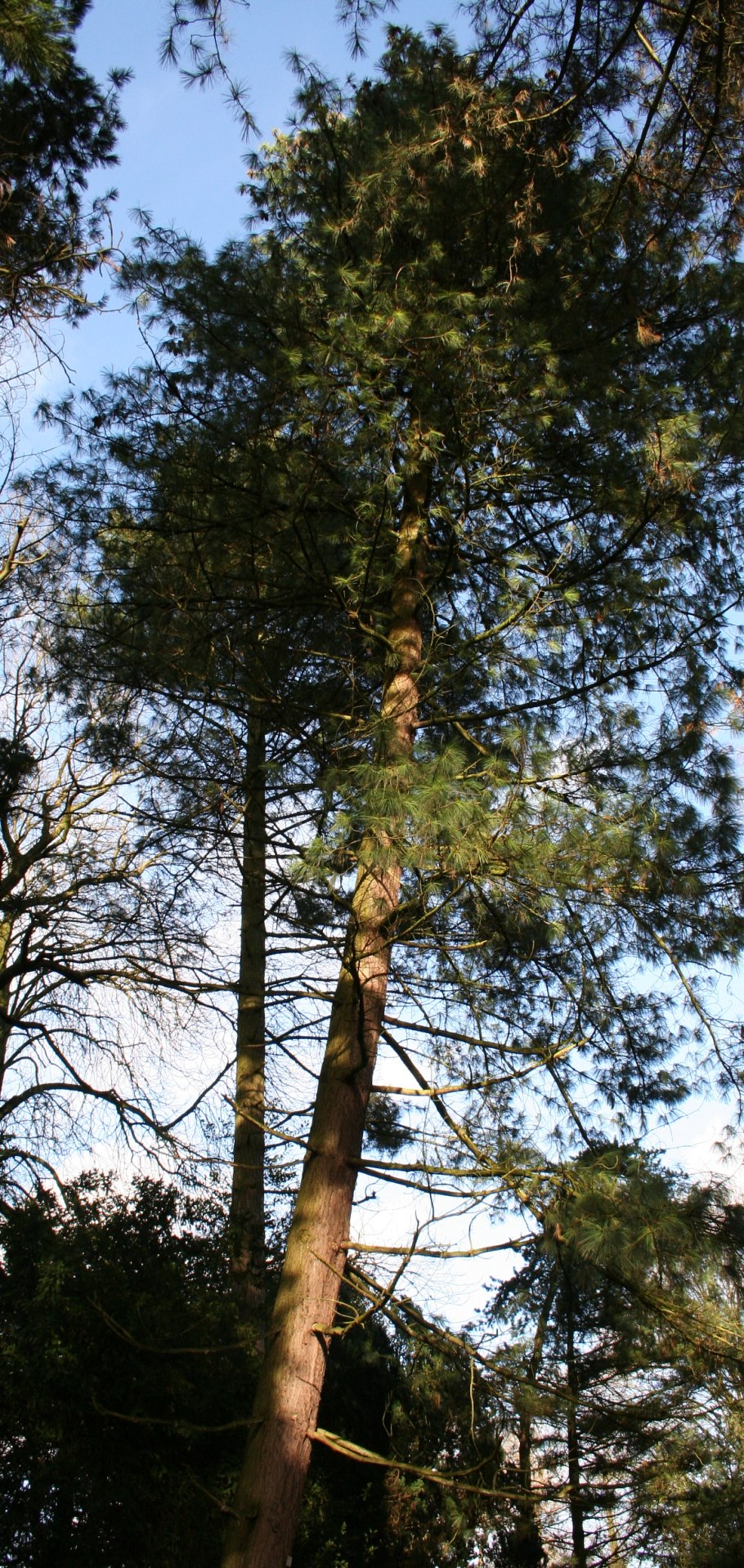 Сосна pinus ponderosa