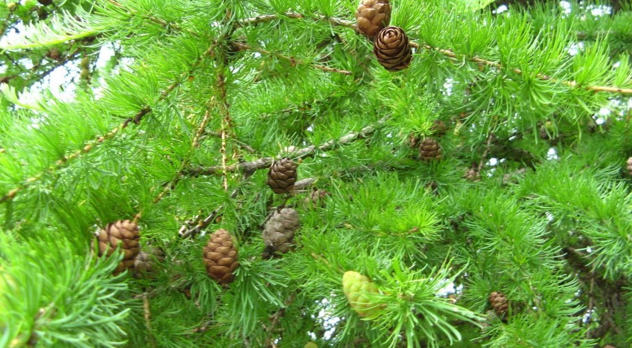 Лиственница гриффитца ареал