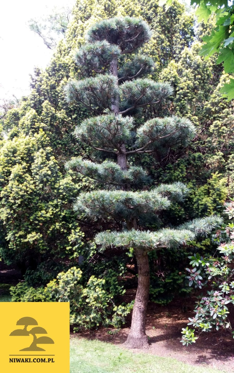 Лиственница европейская Krejci