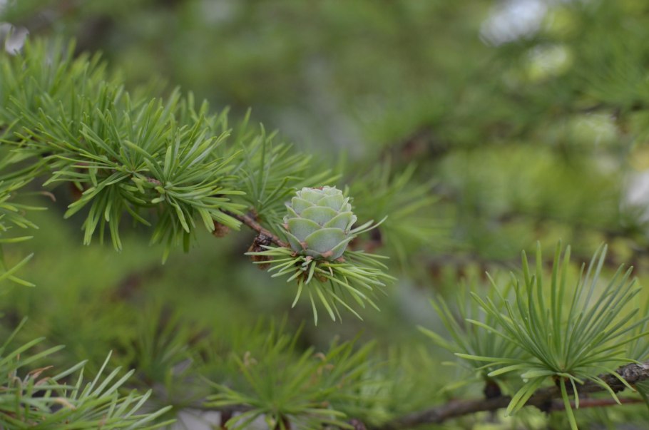 Лиственница сукачева (larix sukaczewii)