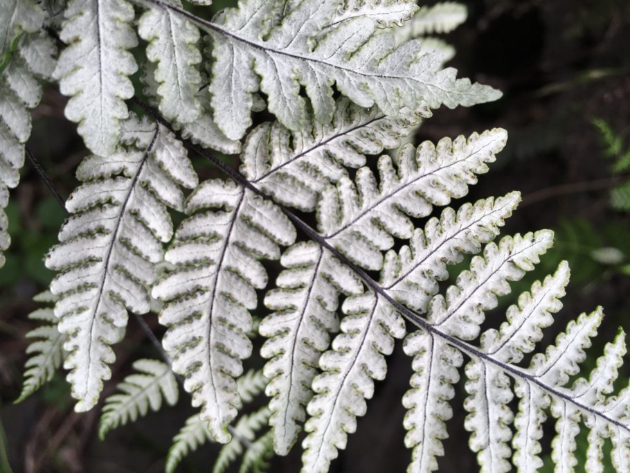 Краекучник куна