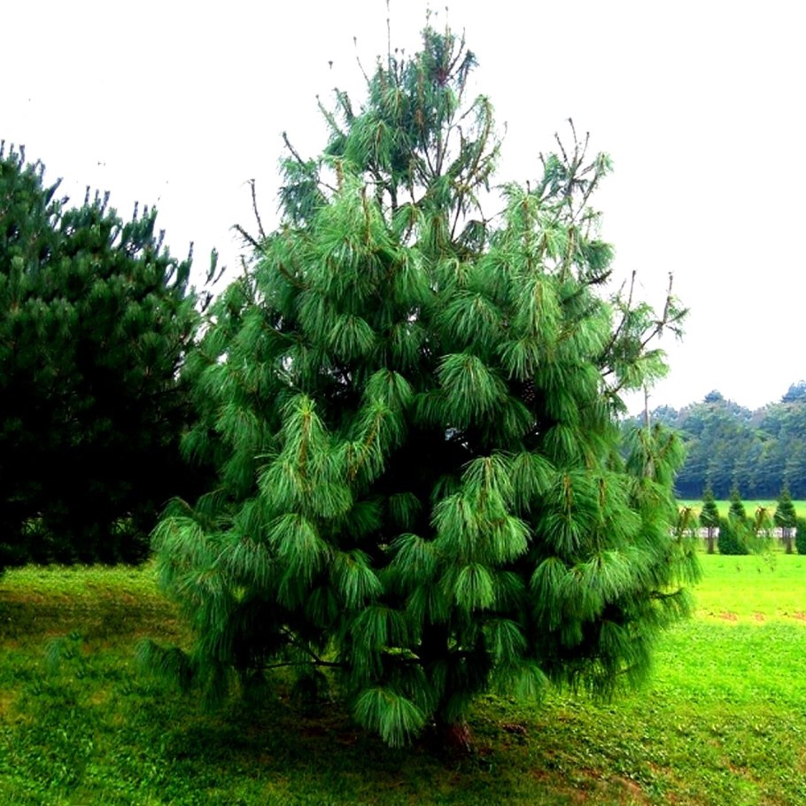 Сосна гималайская wallichiana