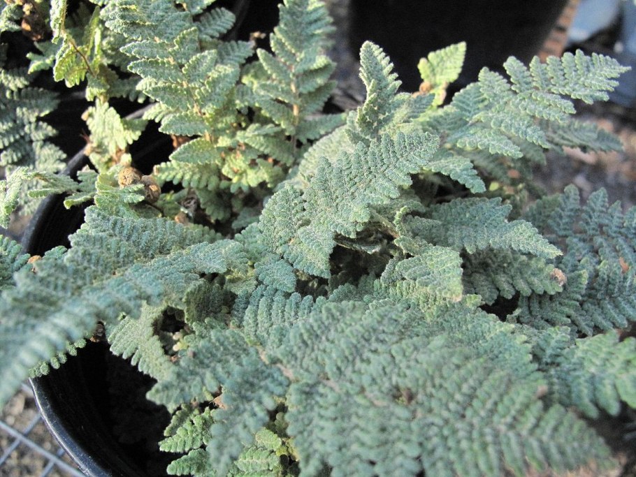 Cheilanthes persica