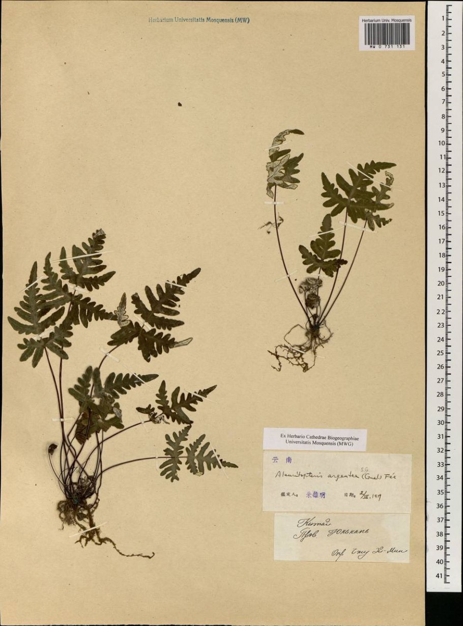 Папоротник в лесу