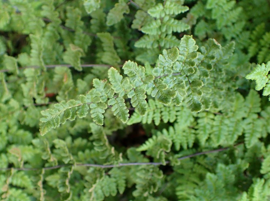 Cheilanthes lanosa