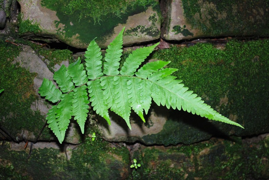 Папоротник Mix Fern