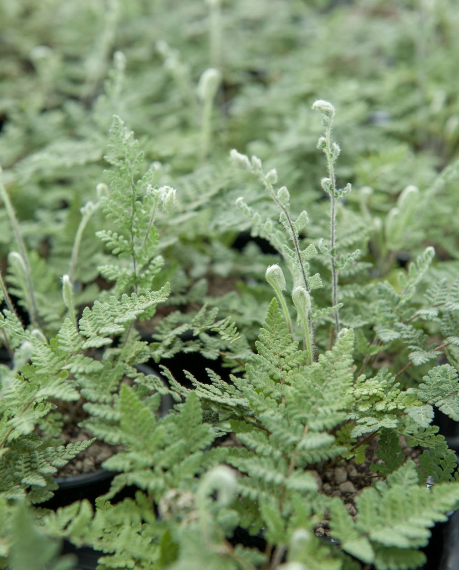 Краекучник шерстистый