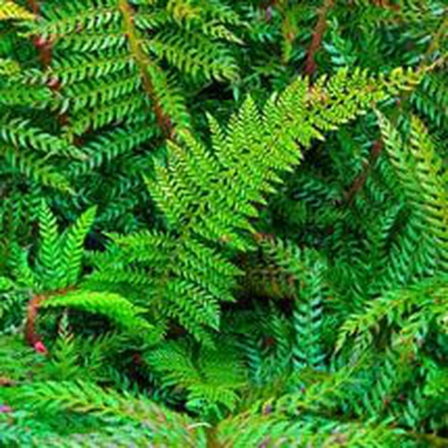 Папоротник Polystichum tsussimense