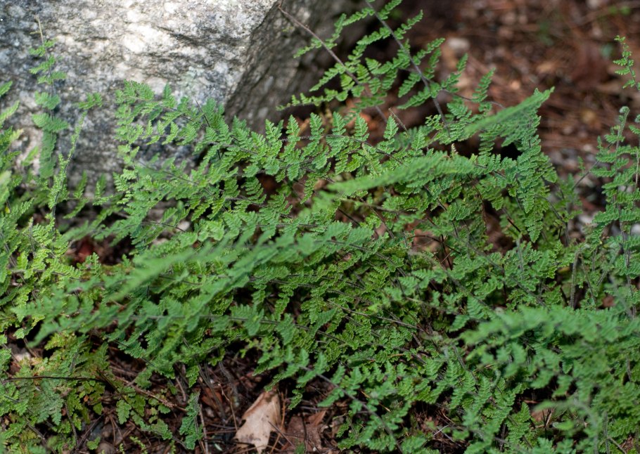 Краекучник Орляковый