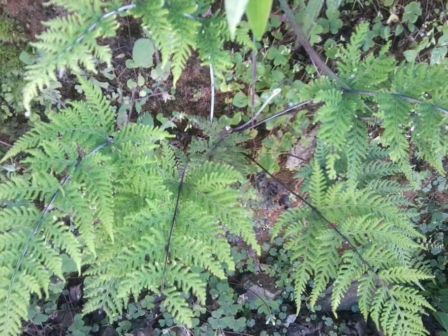 Влита трава Греция