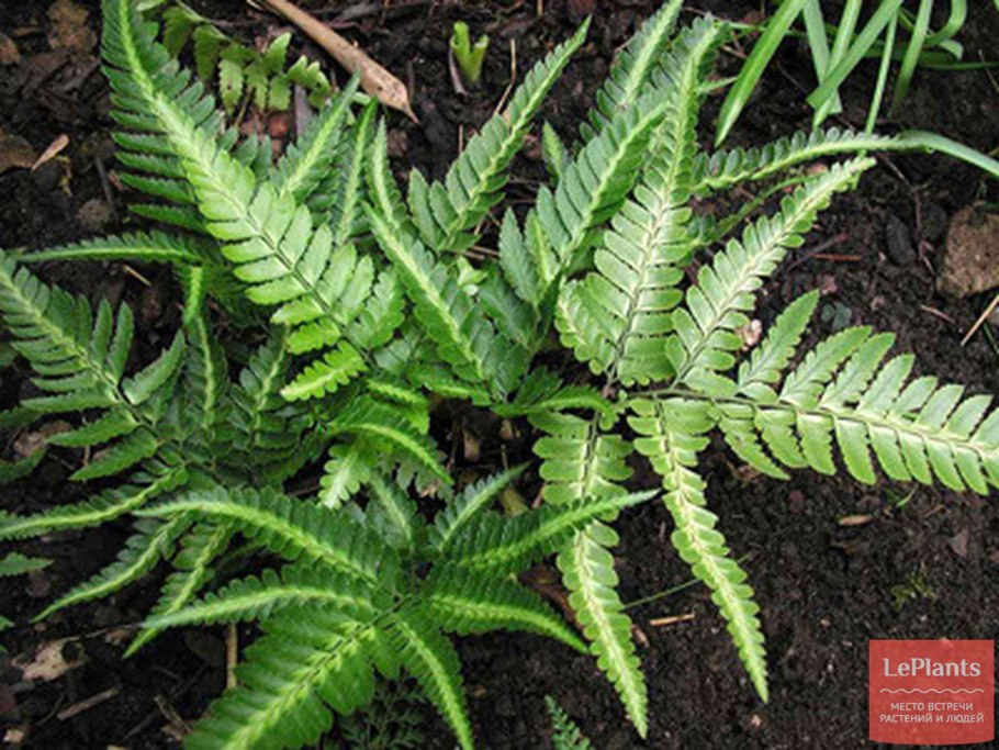 Папоротник Многорядник копьевидный
