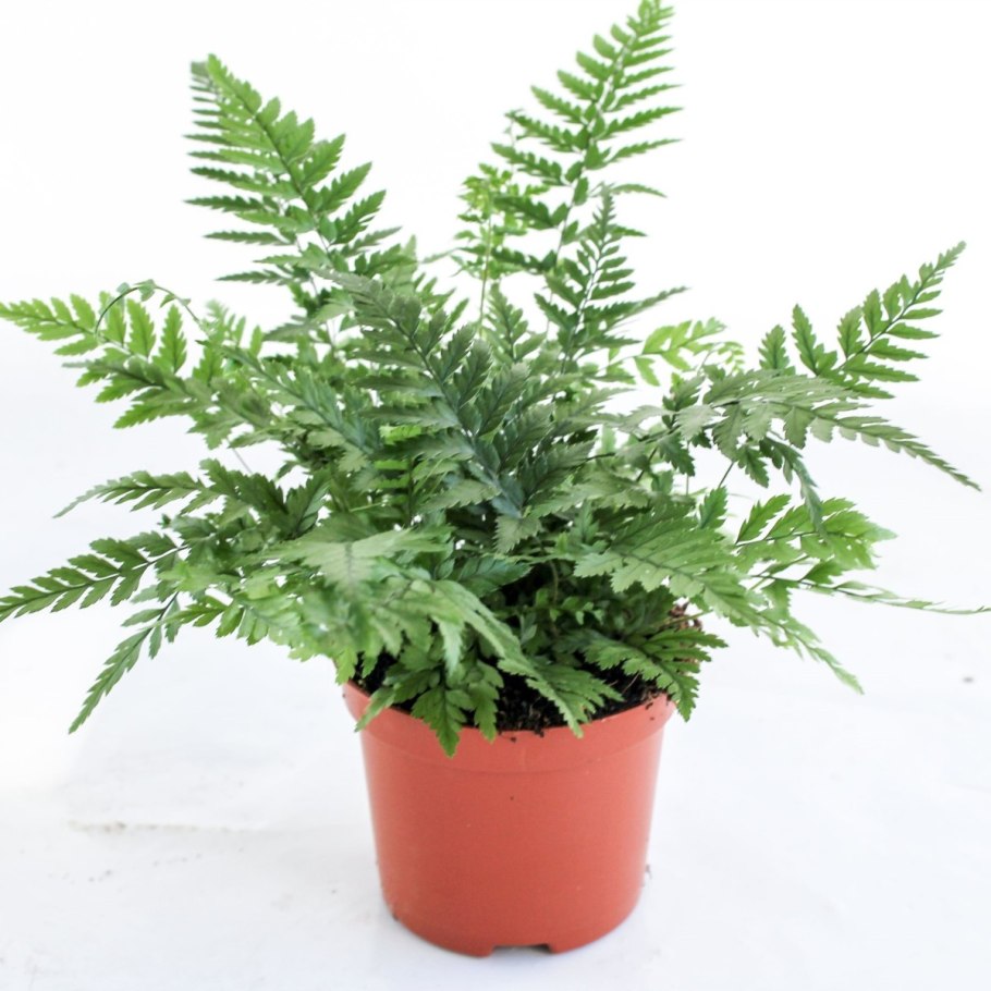 Папоротник Даваллия Канарская