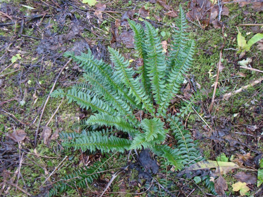 Папоротник Многорядник копьевидный