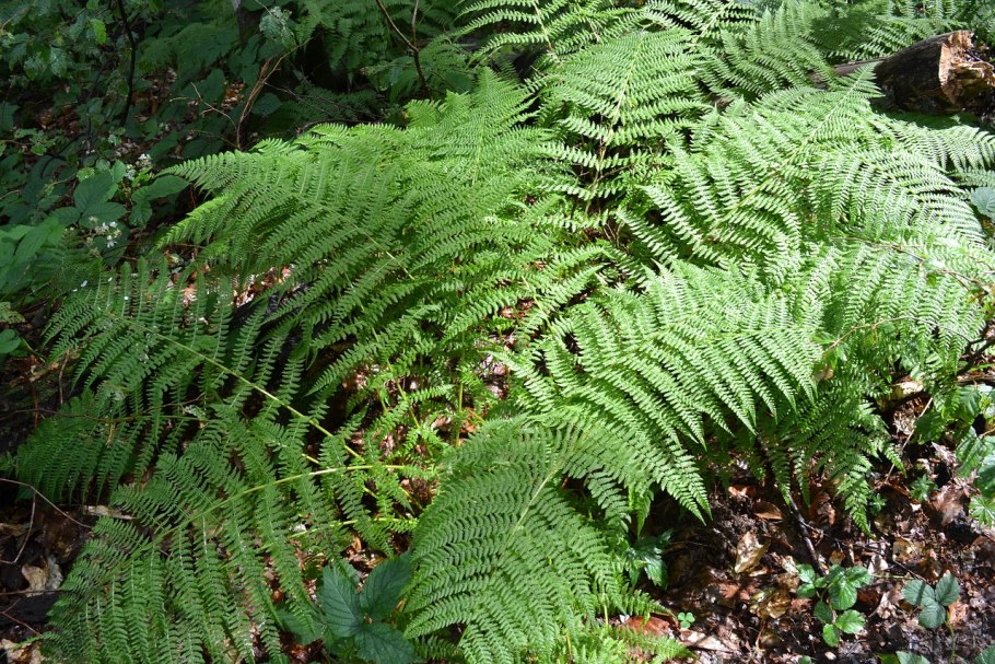 Папоротник Athyrium filix-Femina