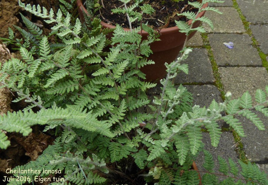 Краекучник шерстистый