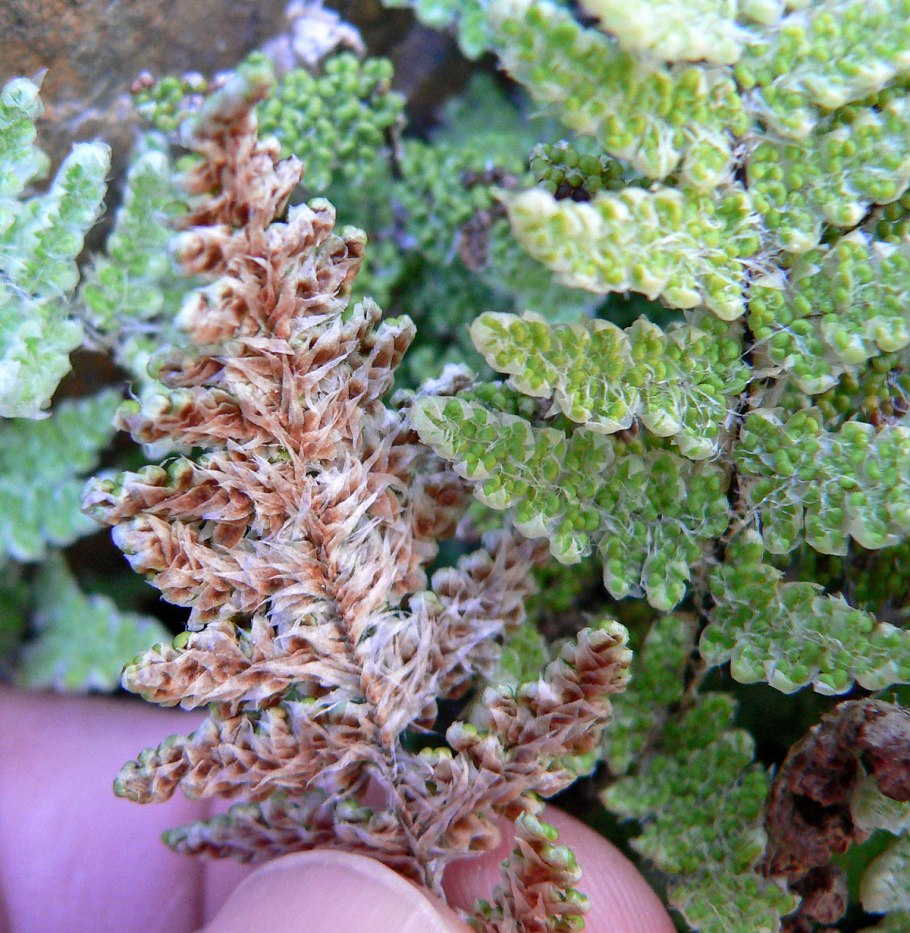 Папоротник Костенец зеленый