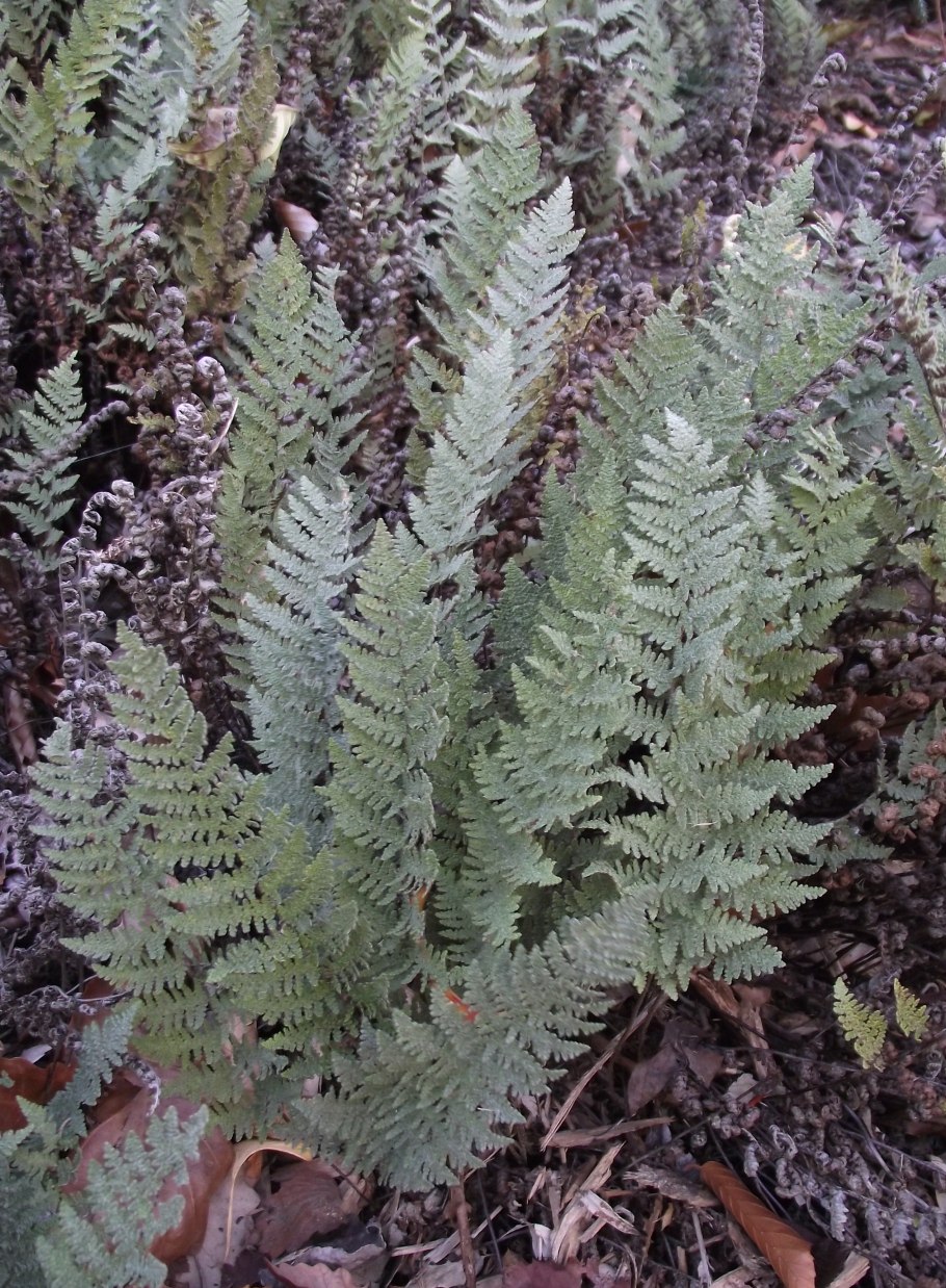 Краекучник Орляковый