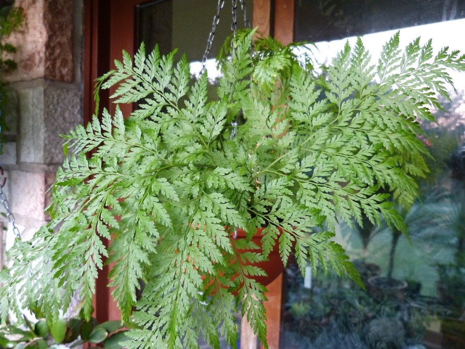 Алевритоптерис серебристый