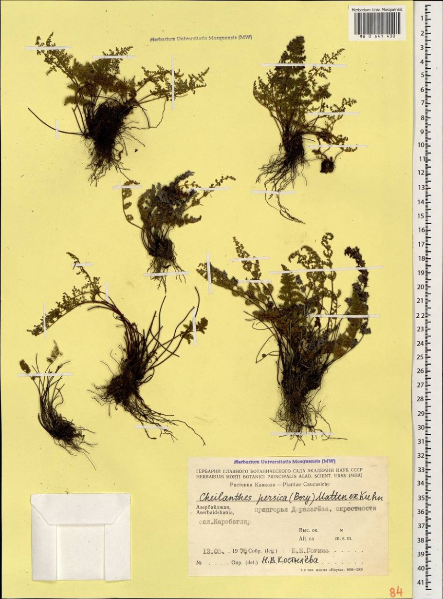 Цветущий папоротник