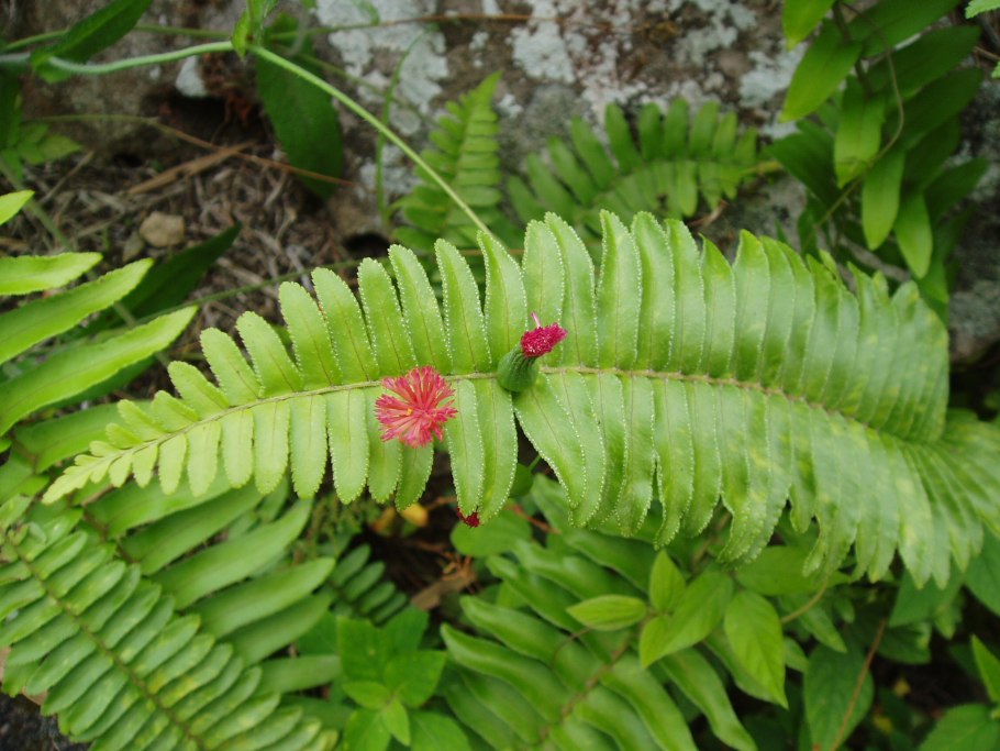 Папоротник нарвов
