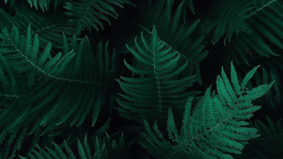 Мятный папоротник