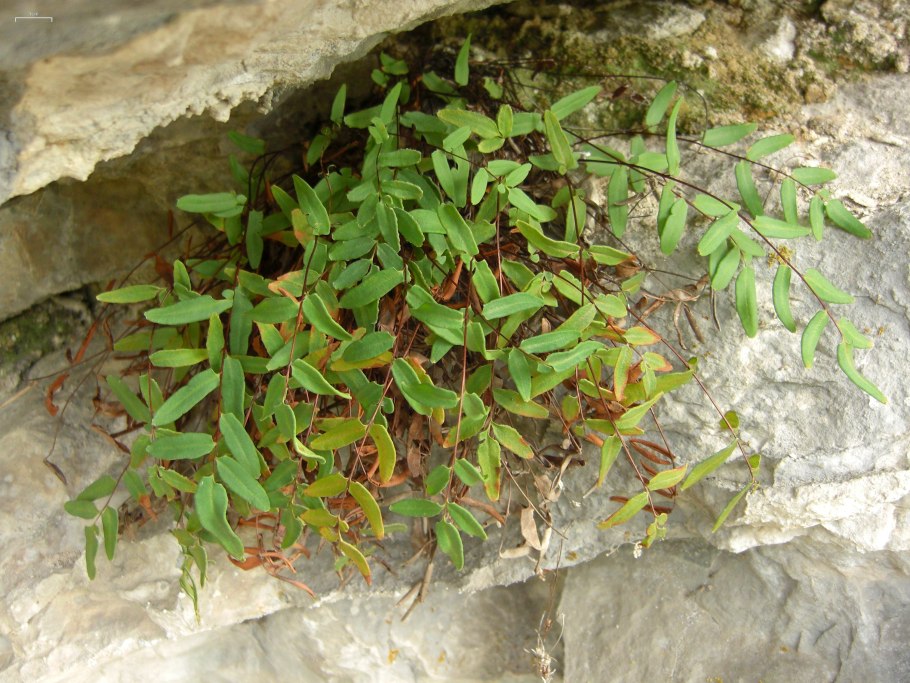 Папоротник Сильвия