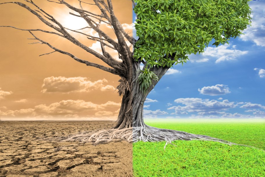 Глобальное потепление дерево