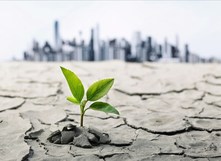 Росток из асфальта