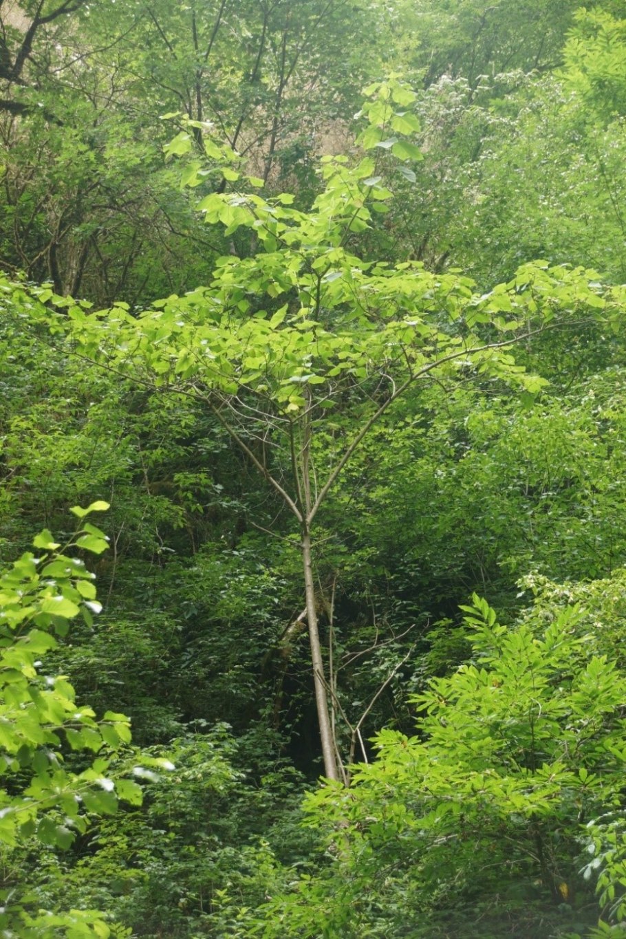 Дерево похожее на павлонию
