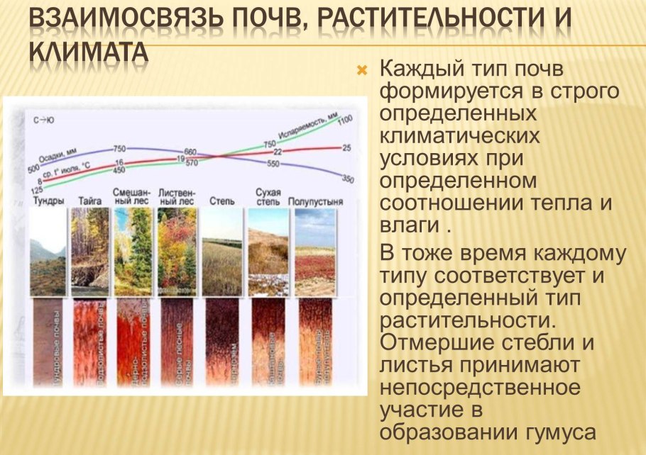 Взаимосвязь почв растительности и климата