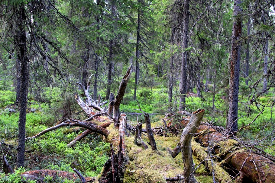 Северная Тайга канадского щита