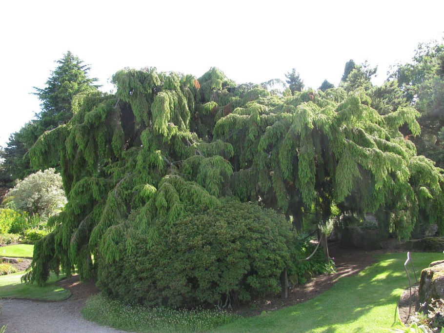 Можжевельник rigida