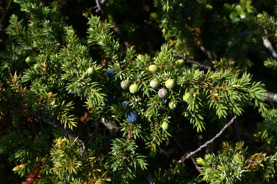 Можжеве́льник твёрдый (Juniperus rigida)