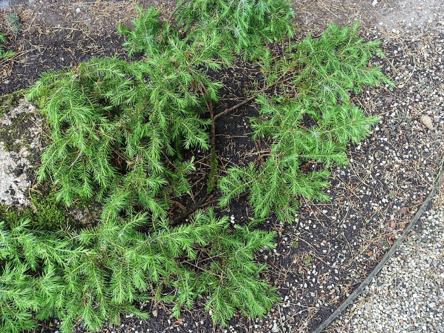 Голубая ягода на Алтае