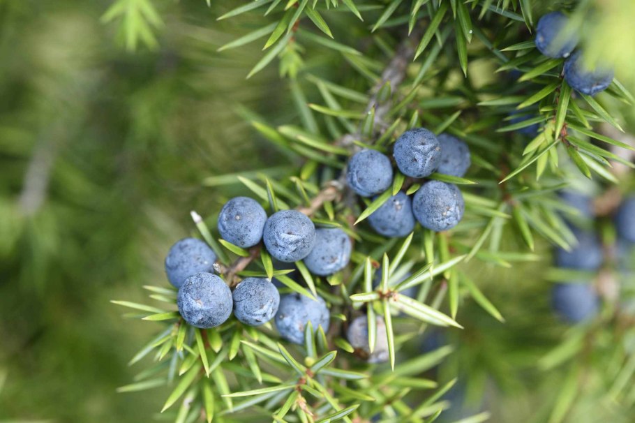 Можжеве́льник твёрдый (Juniperus rigida)