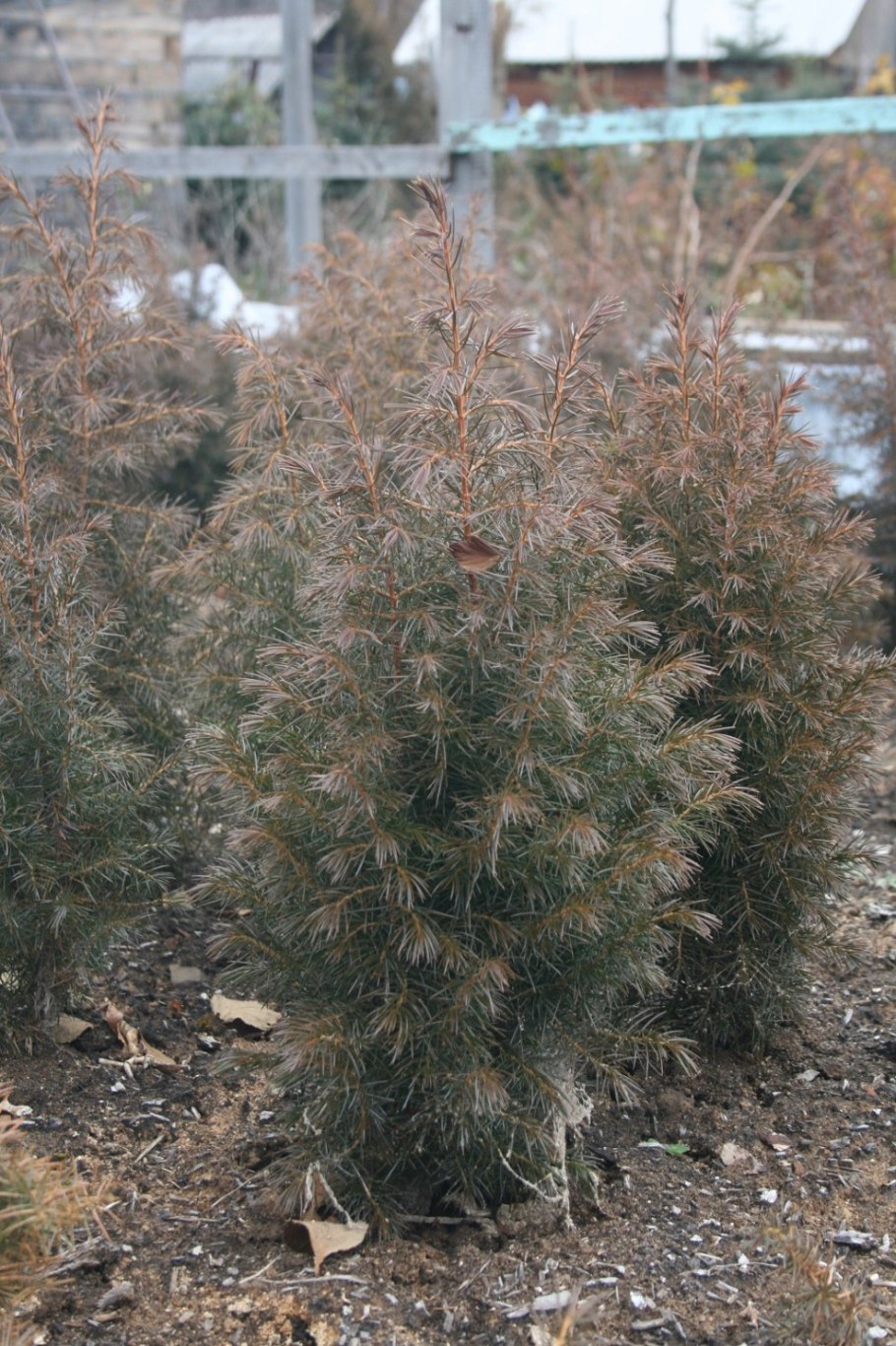 Можжевельник Туркестанский