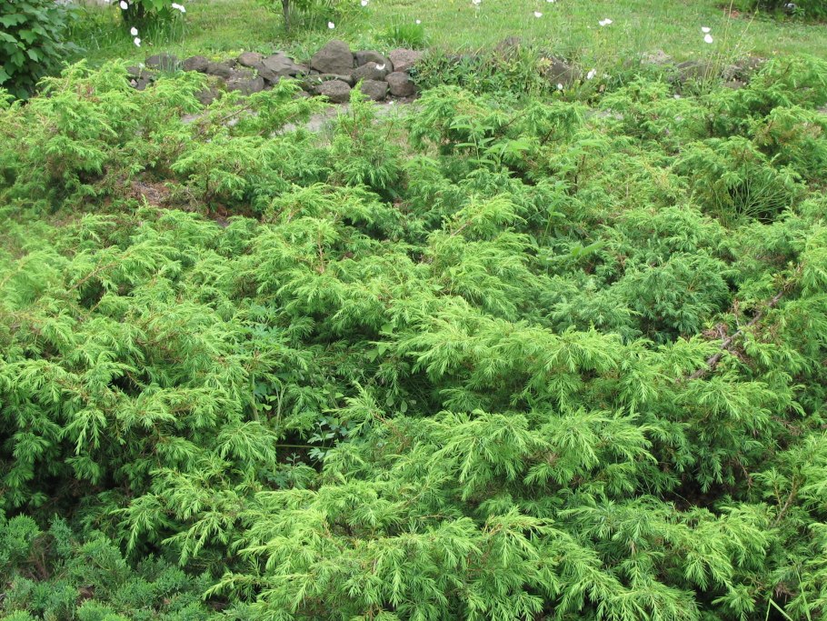 Juniper Berry можжевельник