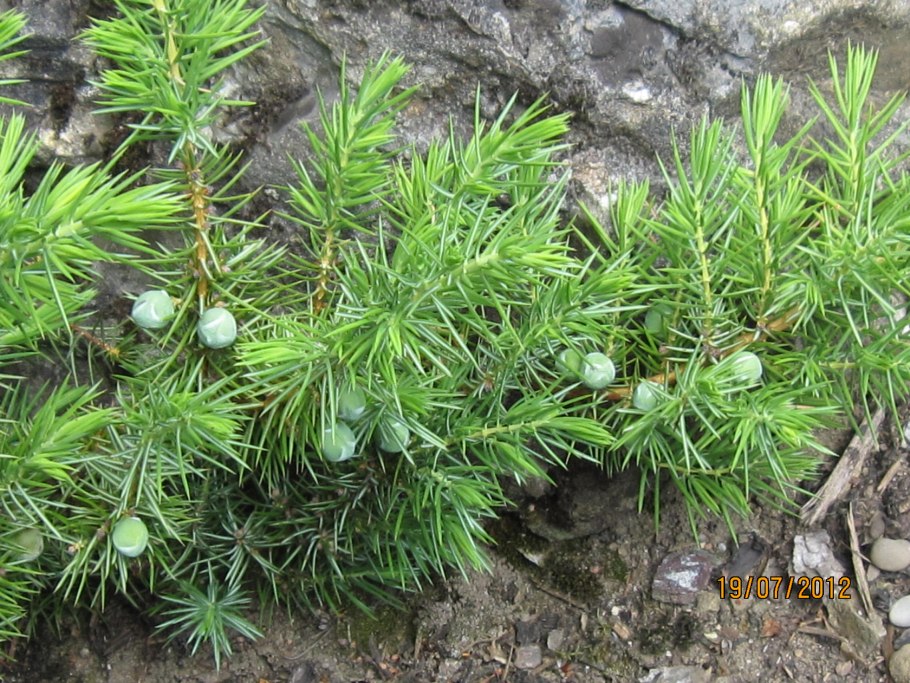 Juniperus communis var. Sibirica