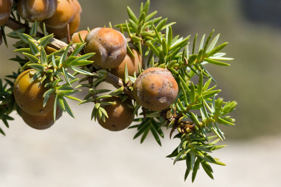 Можжевельник колючий juniperus oxycedrus